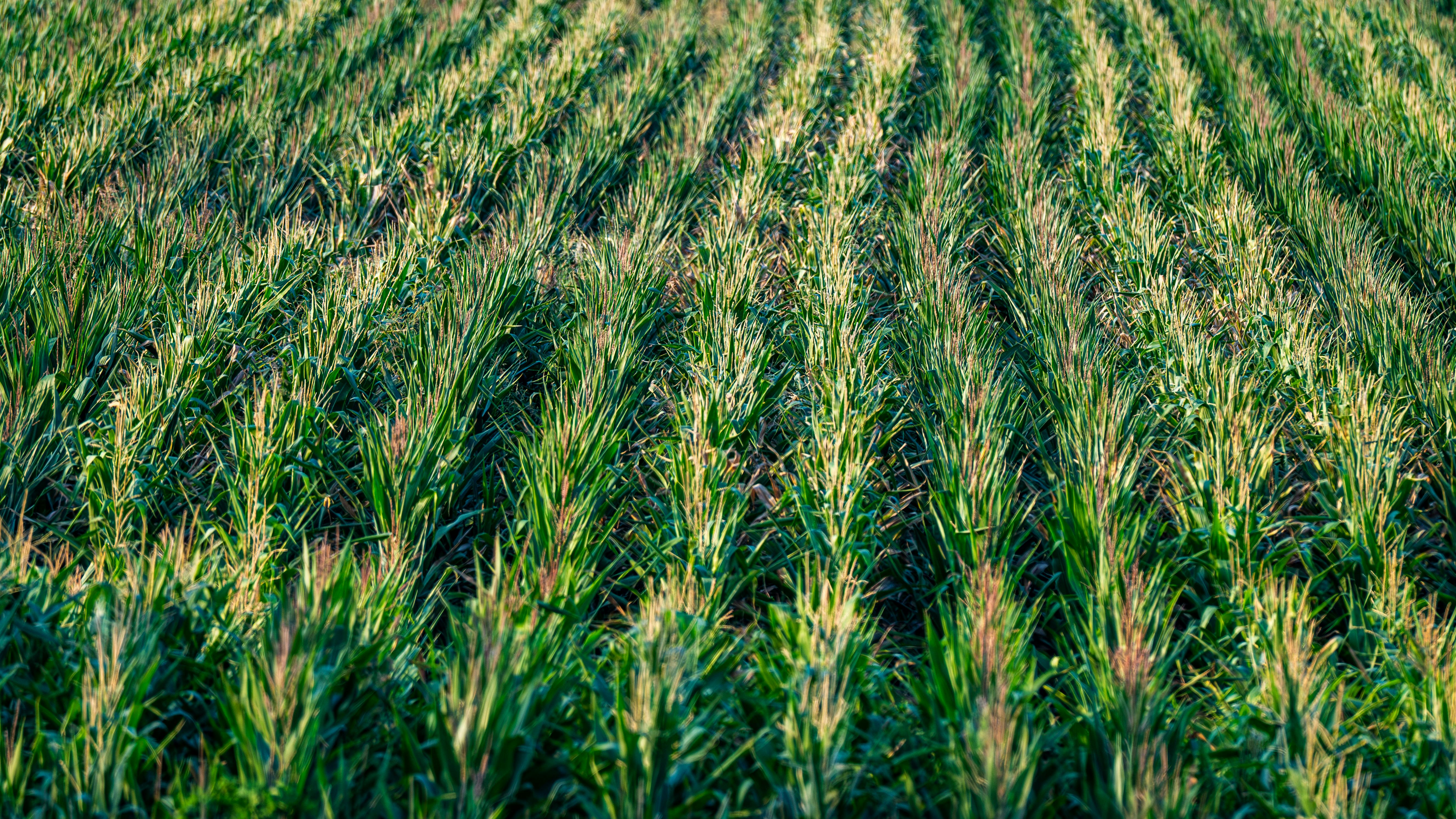 National Corn Growers Association and Ag Data Transparent Release Transparency Principles for Ag Carbon — Photo by Septimiu L