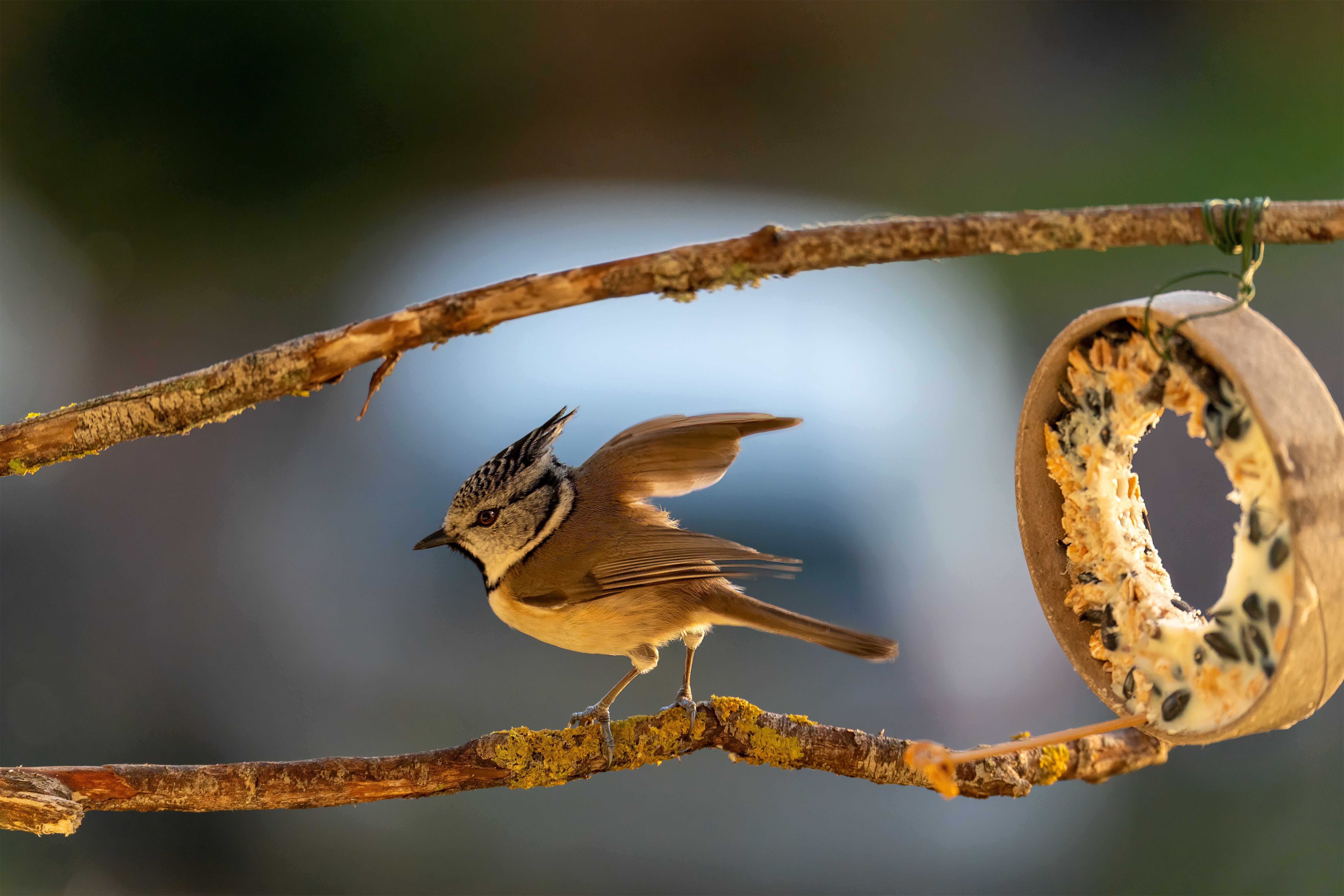 Winter birdwatching tips — step-by-step visual example
