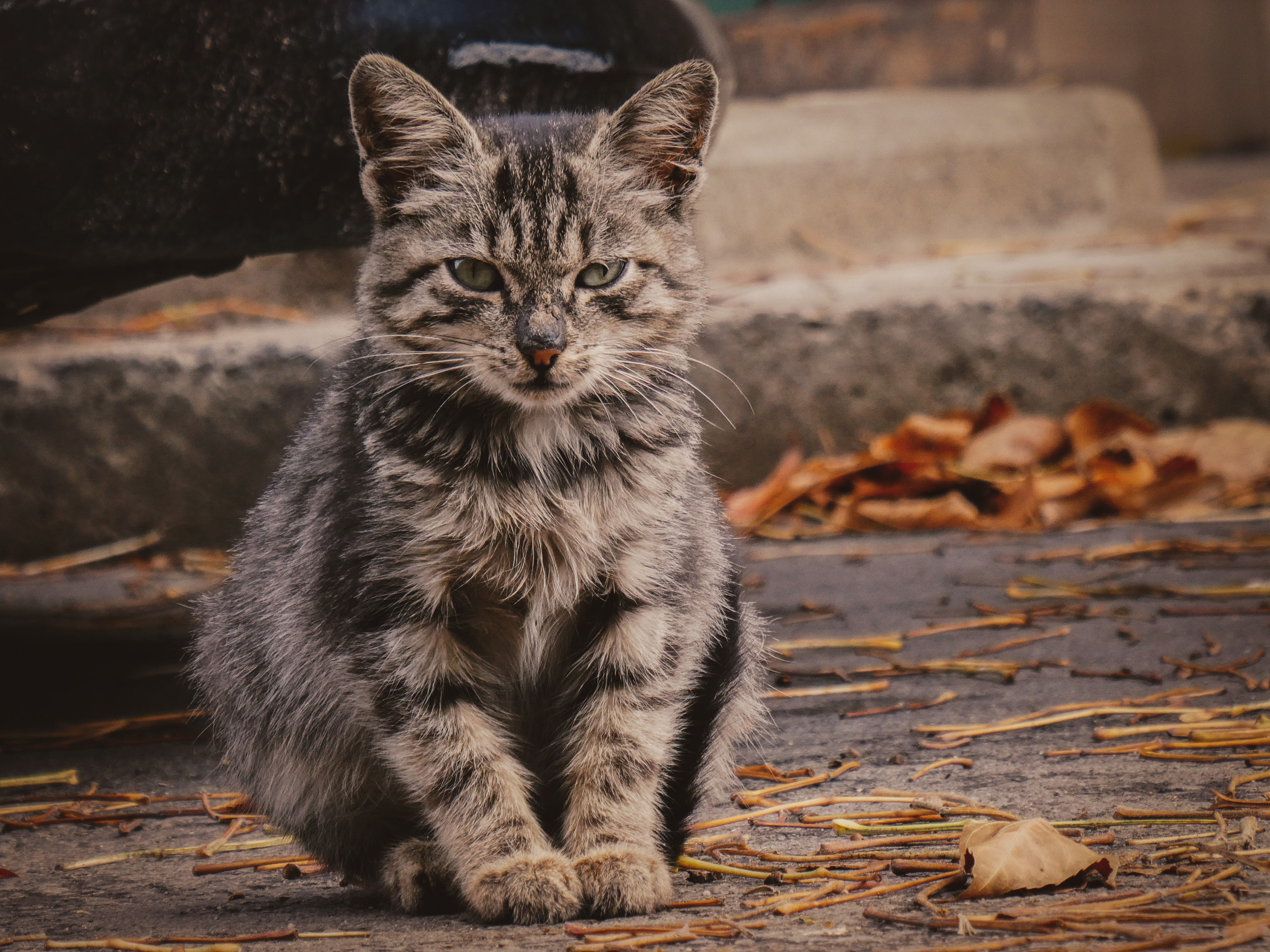 Portrait of a pet at a veterinary clinic