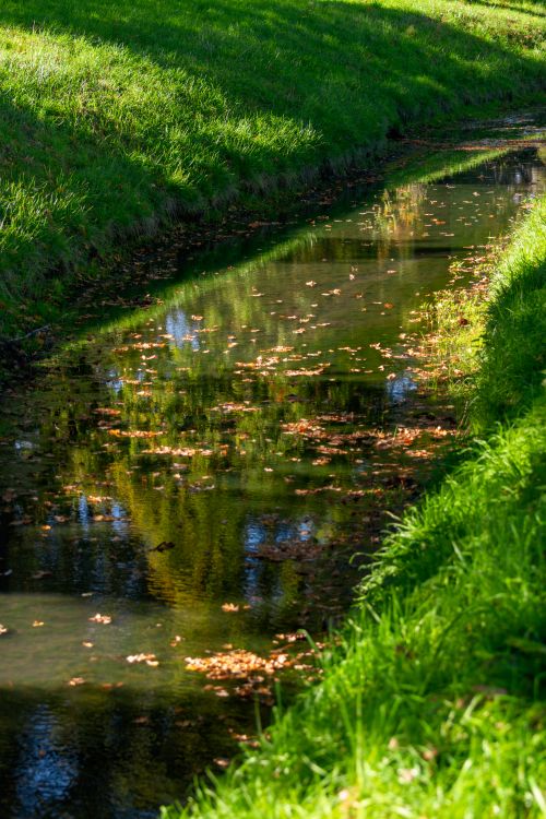 Free A tranquil scene capturing reflective water with autumn leaves in a grassy stream. Stock Photo