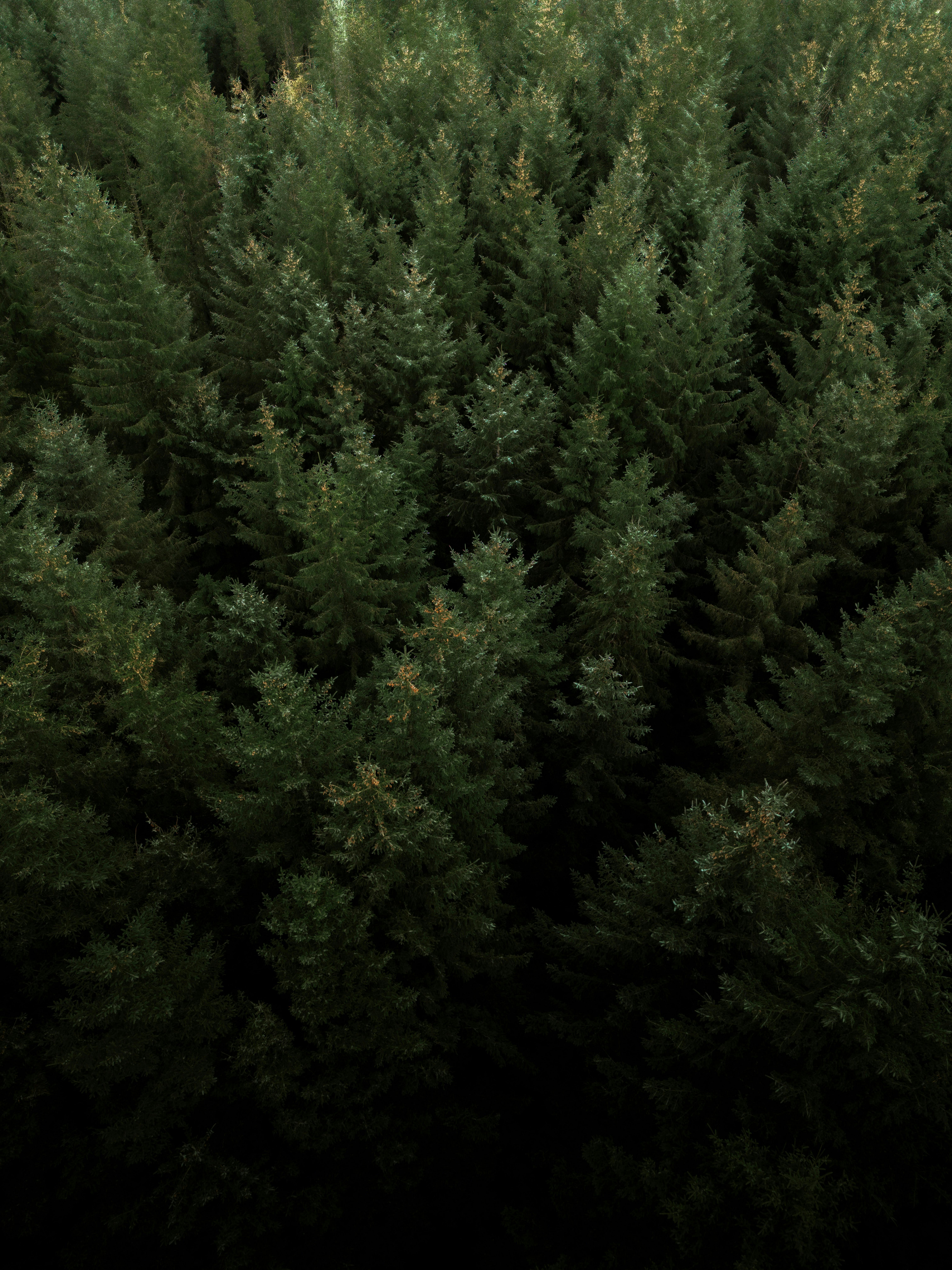 Aerial shot of a lush, moody evergreen forest in the UK during fall.