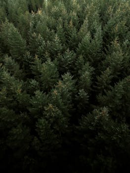 Aerial shot of a lush, moody evergreen forest in the UK during fall.