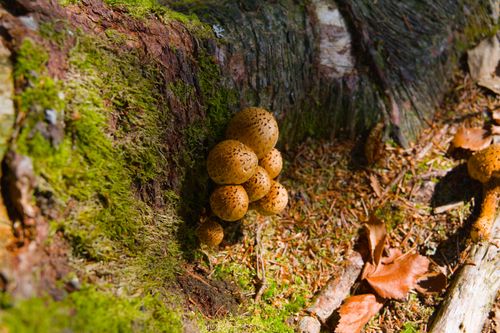 Free A small cluster of wild mushrooms growing on a mossy tree trunk in a forest setting. Stock Photo