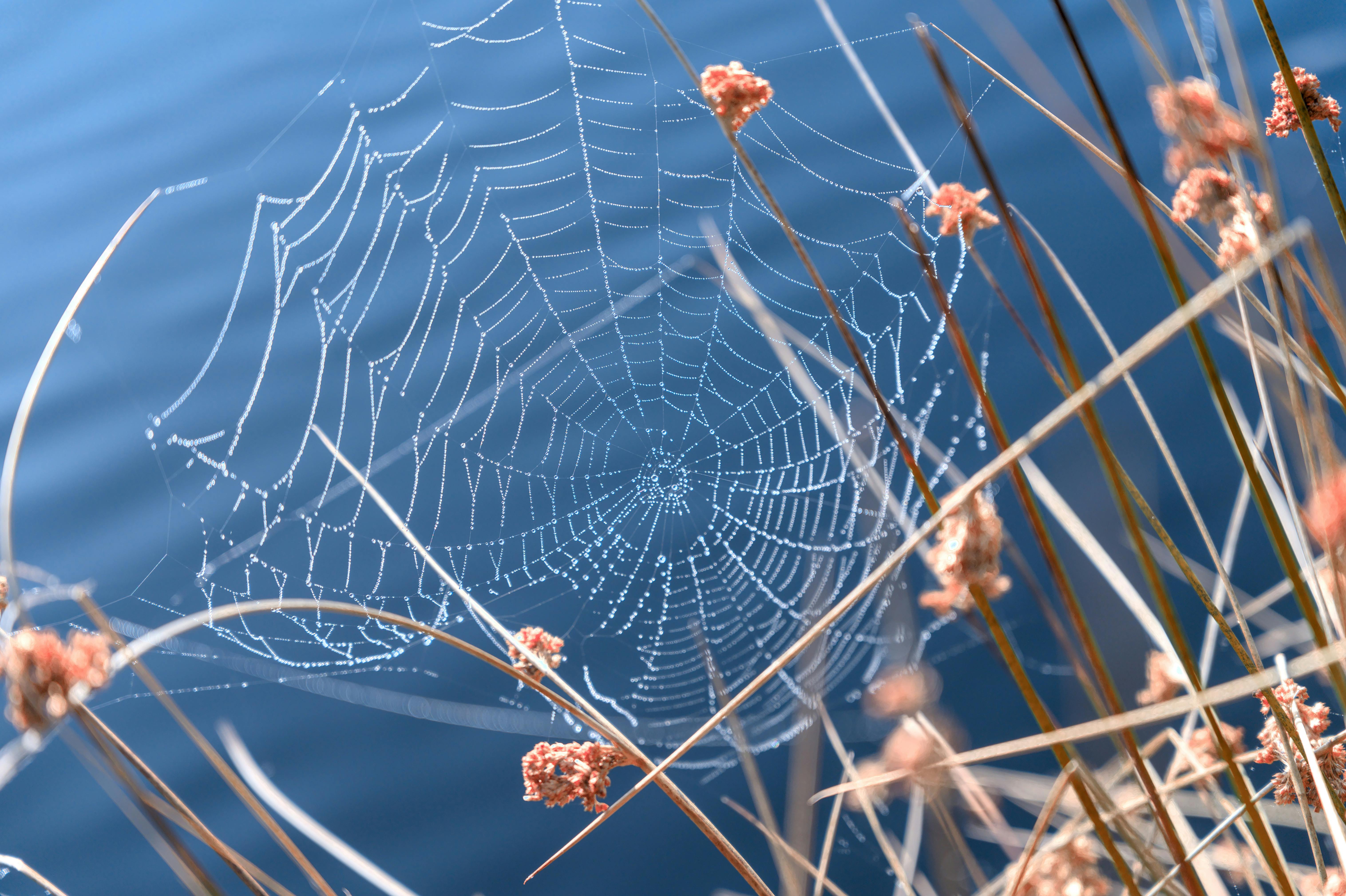 A detailed shot of a dew-covered spider web near reeds by a lake during the day.