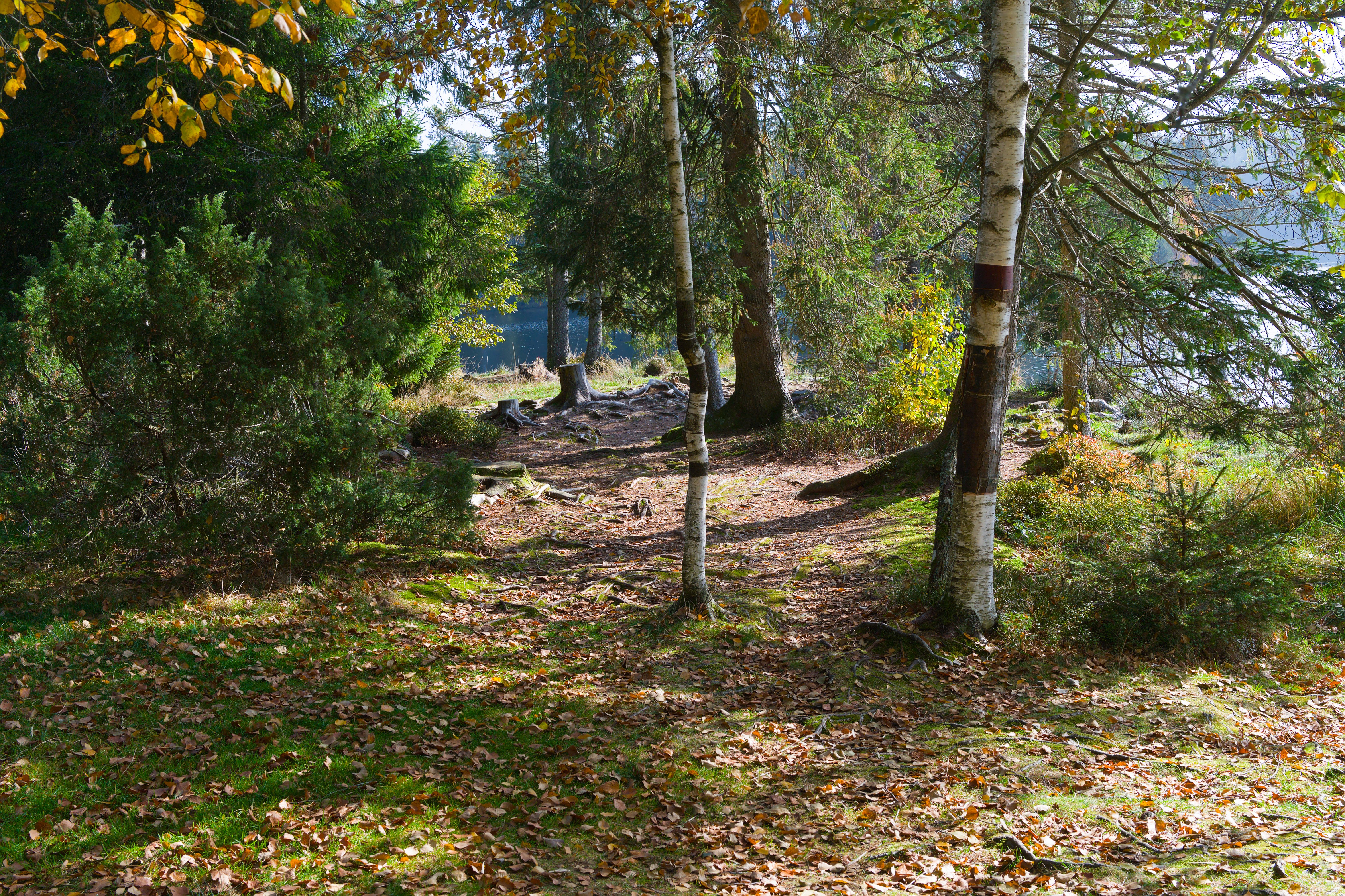 Forêt d'Halatte & Étangs de Commelles