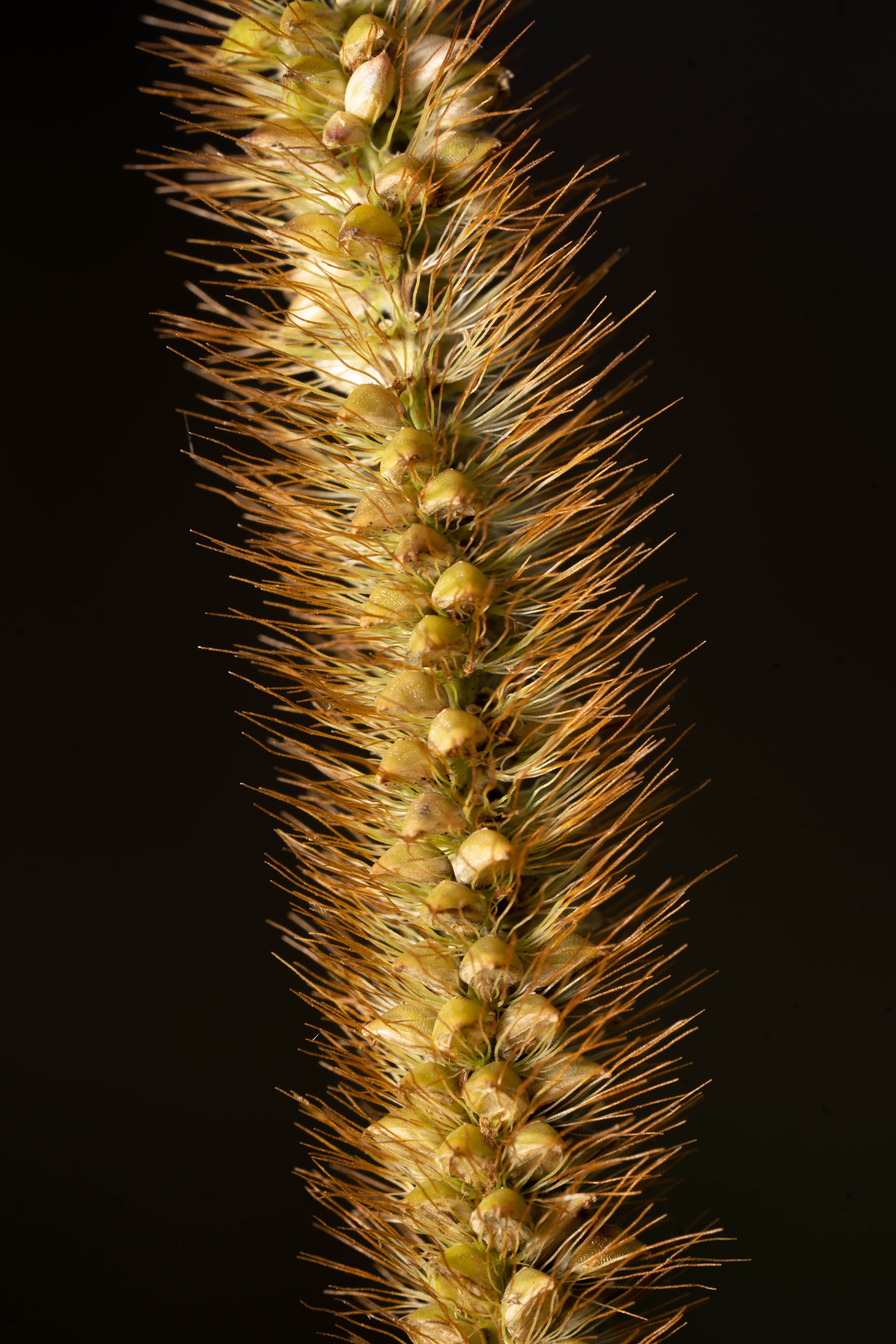 Close-up of Bristly Foxtail Plant in Focus · Free Stock Photo