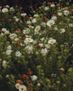Vibrant White Daisies Blooming in Nature