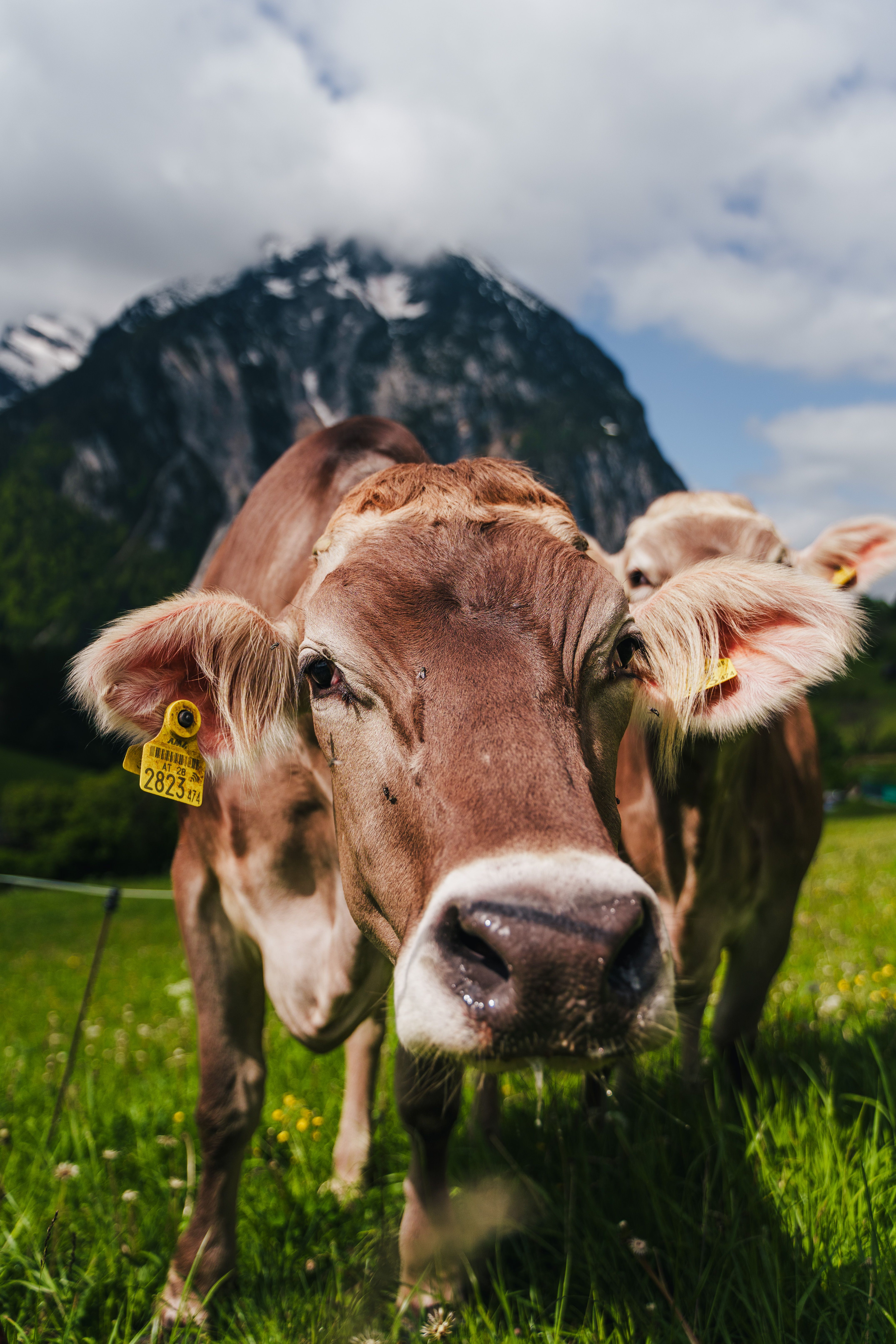 A close-up of a brown cow grazing in a lush alpine meadow with a mountainous backdrop.