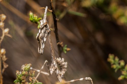 Free Close-up of Empusa Pennata mantis camouflaged among vegetation in Valencia, Spain. Stock Photo