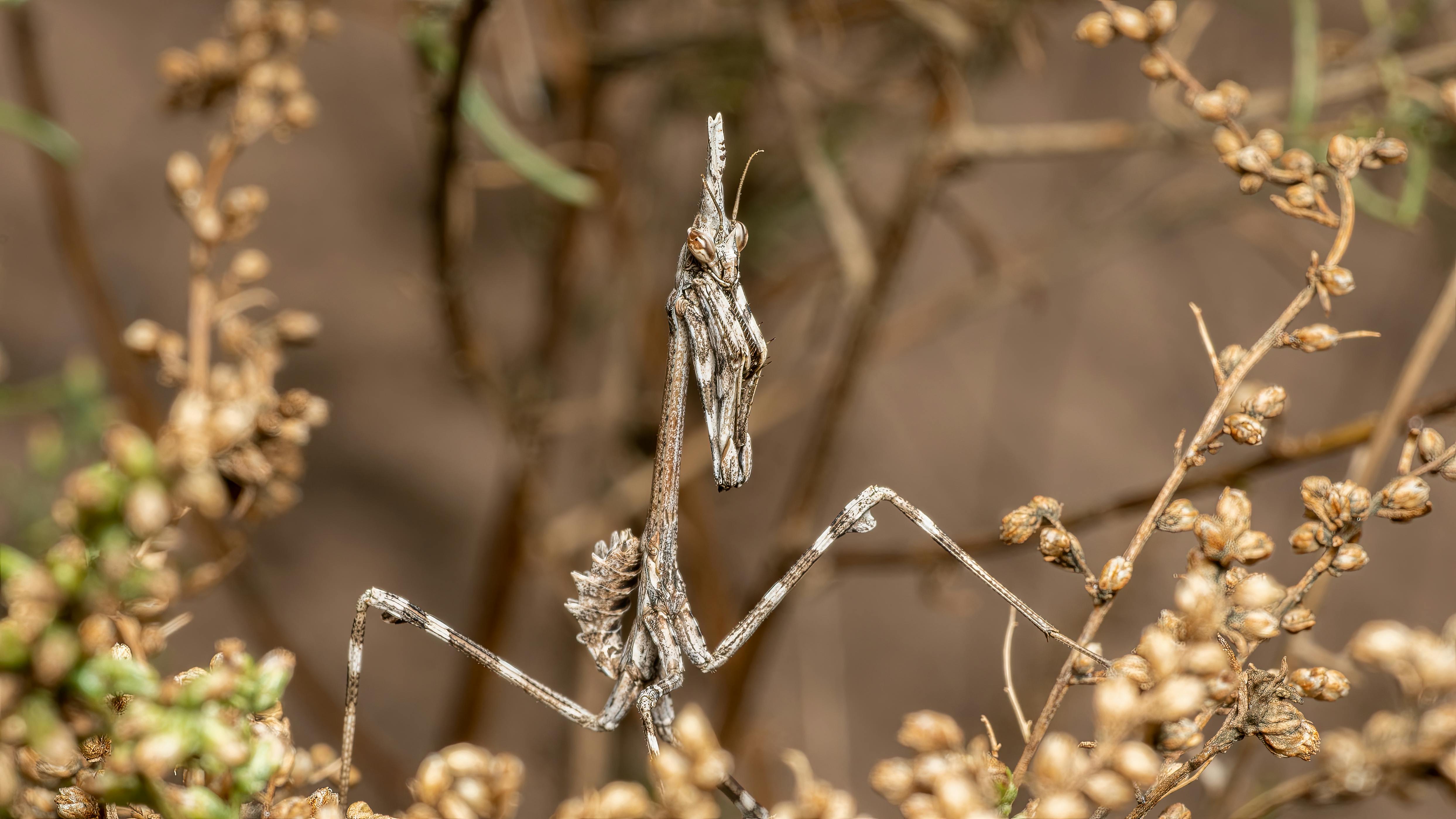 大溪豆干節融合植感生活 打造植感桃園品牌新形象