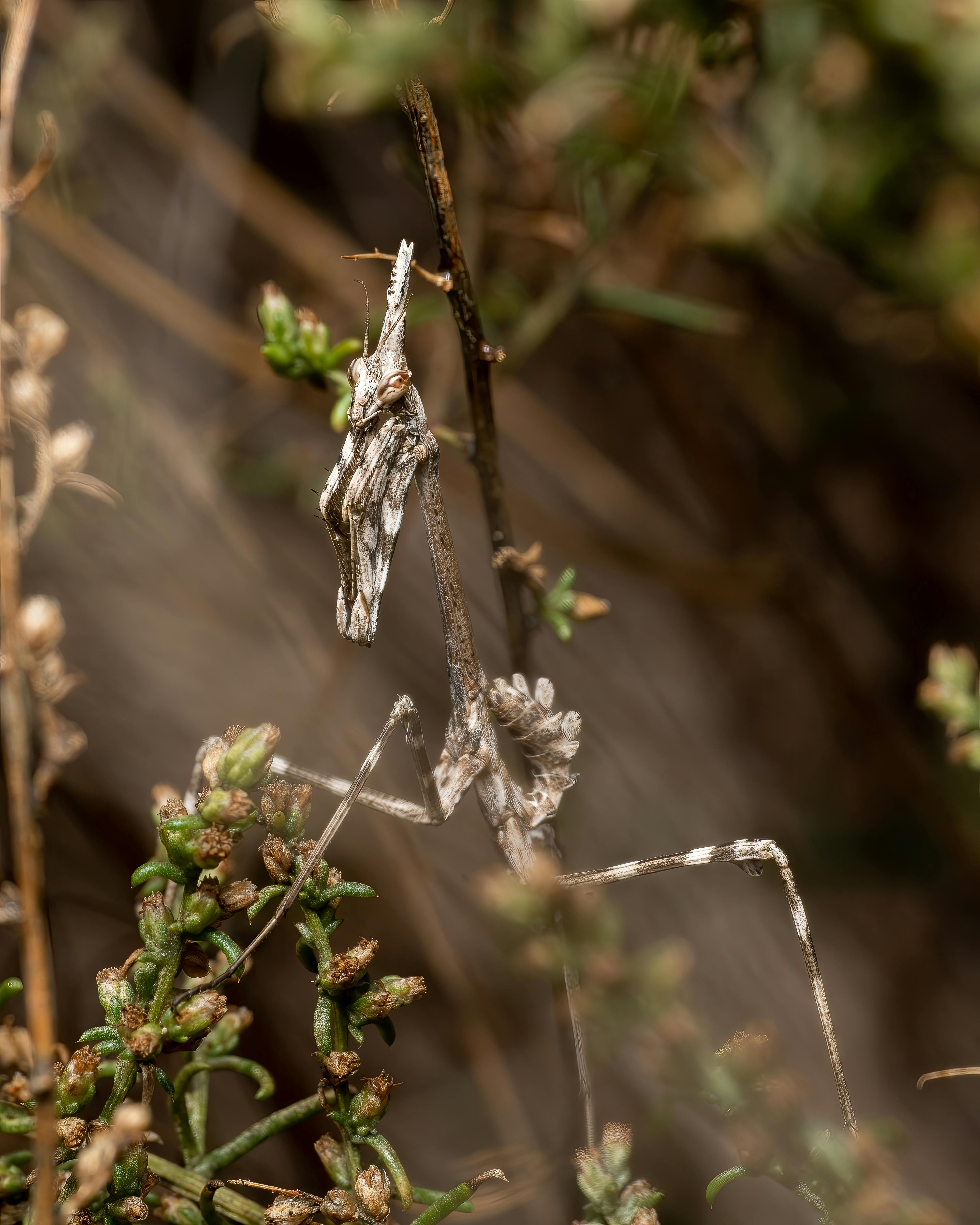Why Do Dogs Have Wet Noses? Uncover the Fascinating Truth! 10 The Evolution of Dogs’ Noses: Why Wetness Matters for Survival and Communication