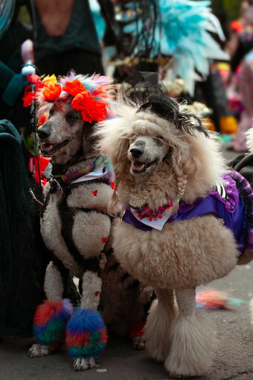 Parada câinilor de Moș Nicolae în centrul Timișoarei – Eveniment pentru iubitorii de animale