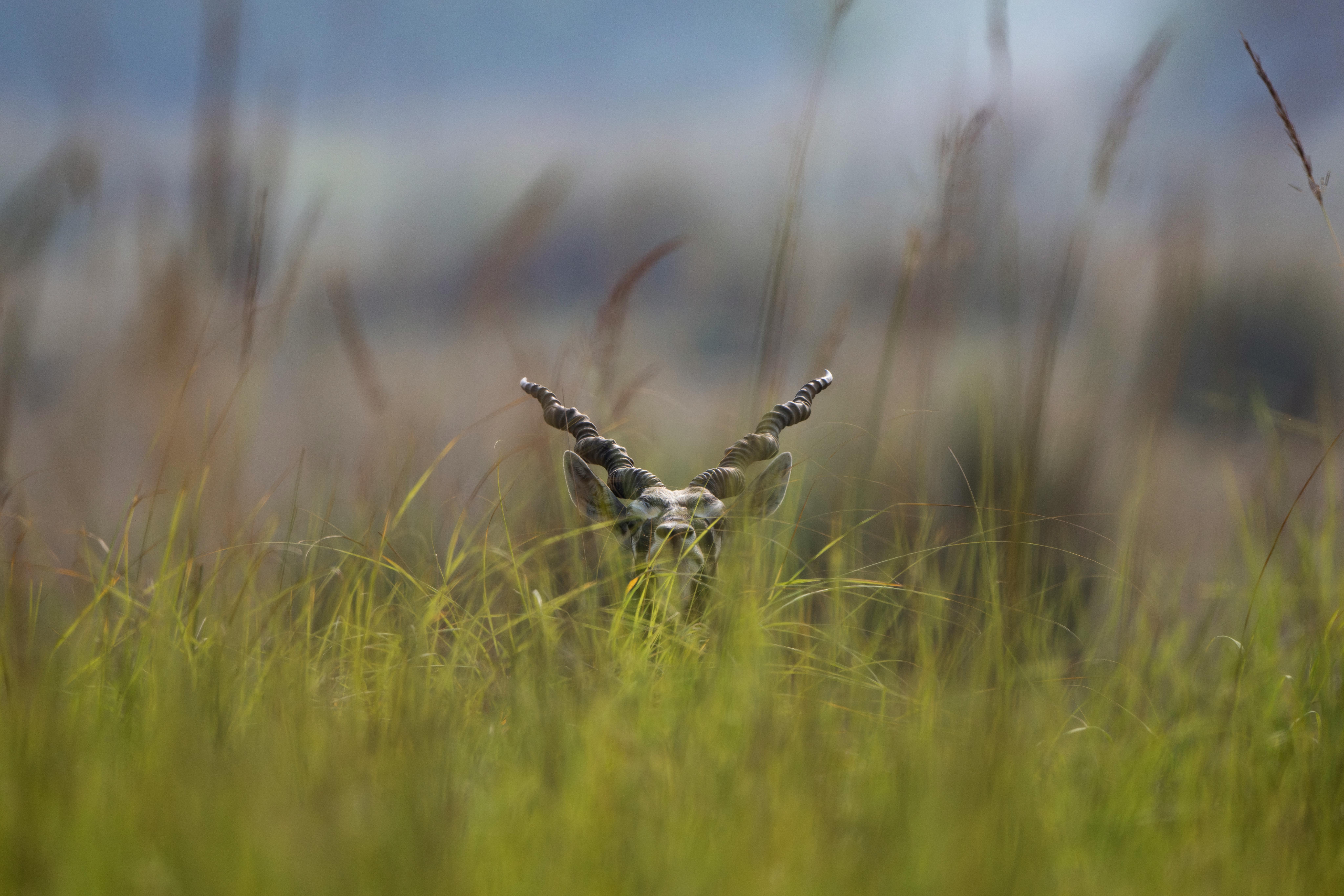 Ourvanishingwildlife