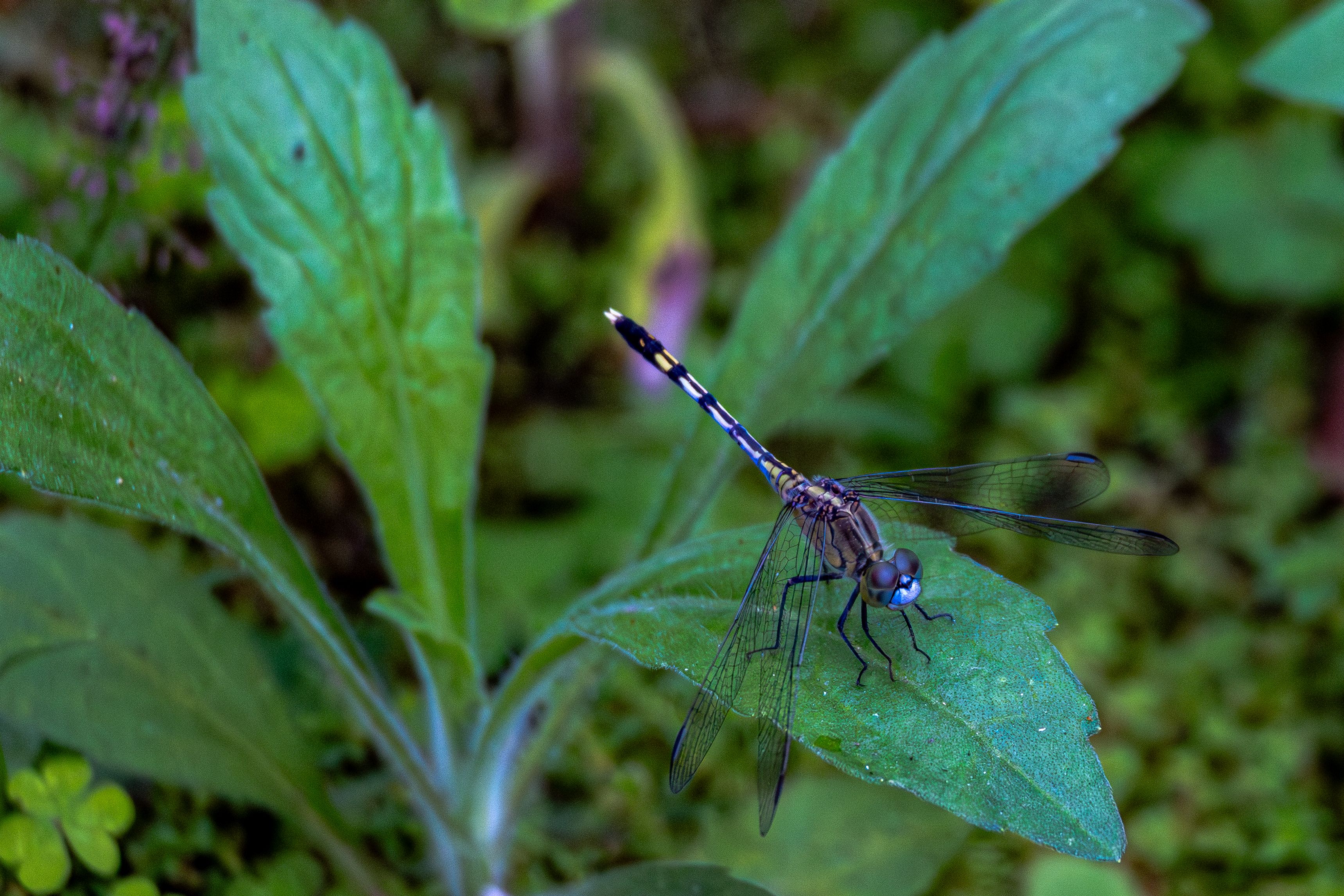 Close-up of Dragonfly Resting on Green Leaf · Free Stock Photo
