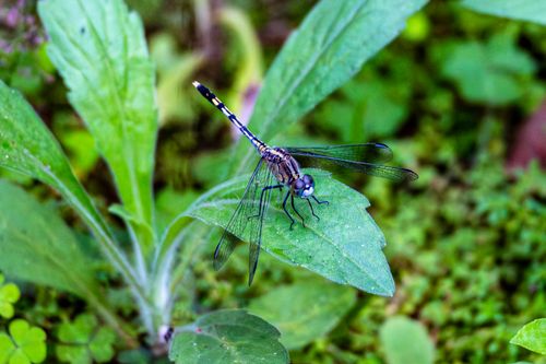 Free Macro shot of a dragonfly perched on vibrant green leaf outdoors. Stock Photo