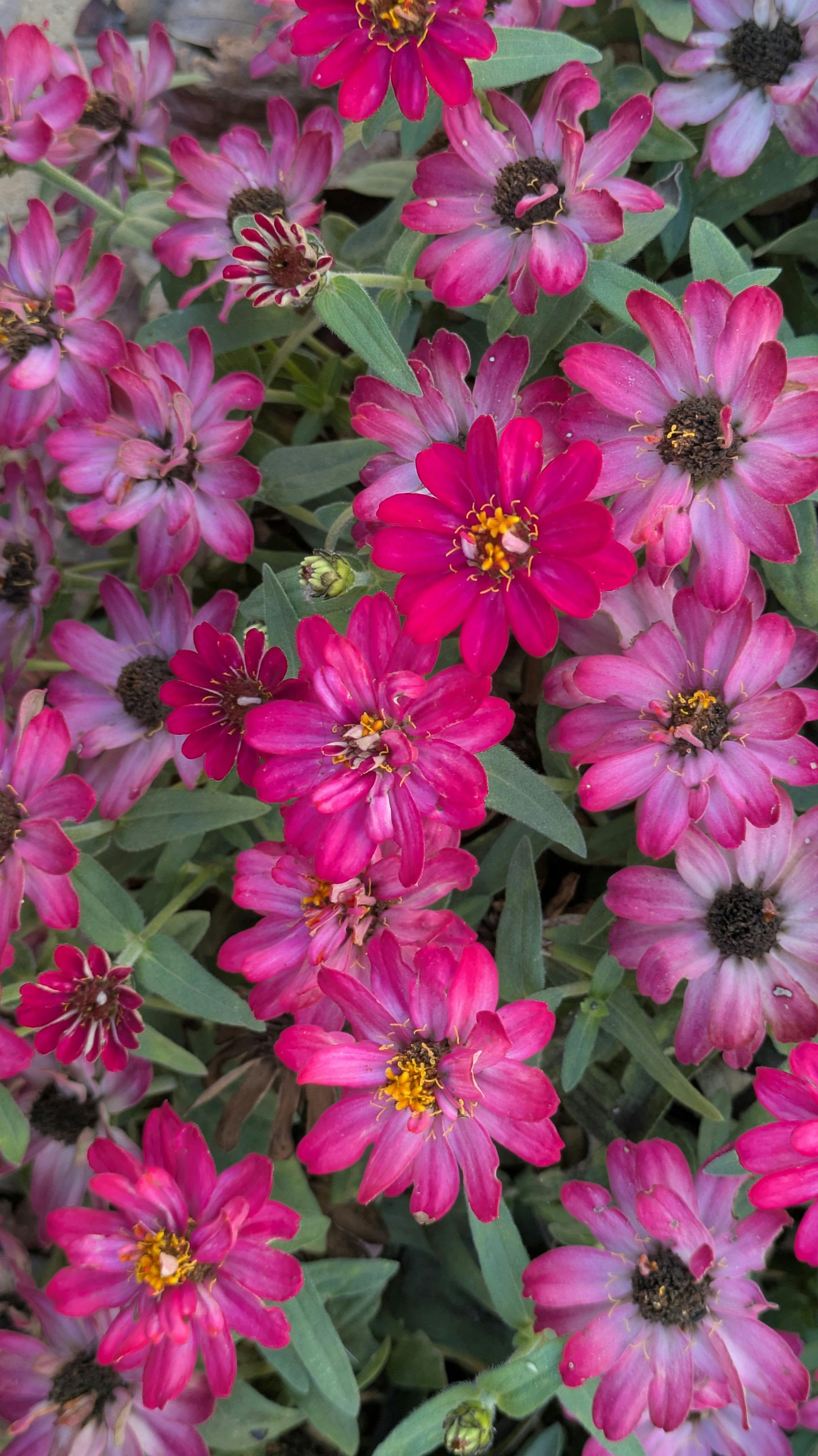 [ColoSach]-a-cluster-of-vibrant-pink-zinnias-in-full-bloom-showcasing-their-beauty-and-rich-color-contrast.