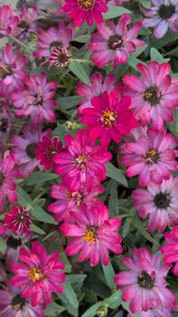 A cluster of vibrant pink zinnias in full bloom showcasing their beauty and rich color contrast.