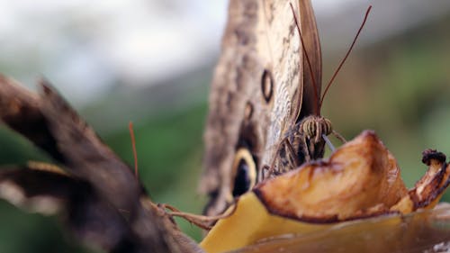 Kostnadsfria Kostnadsfri bild av fjäril, insekt Stock foto