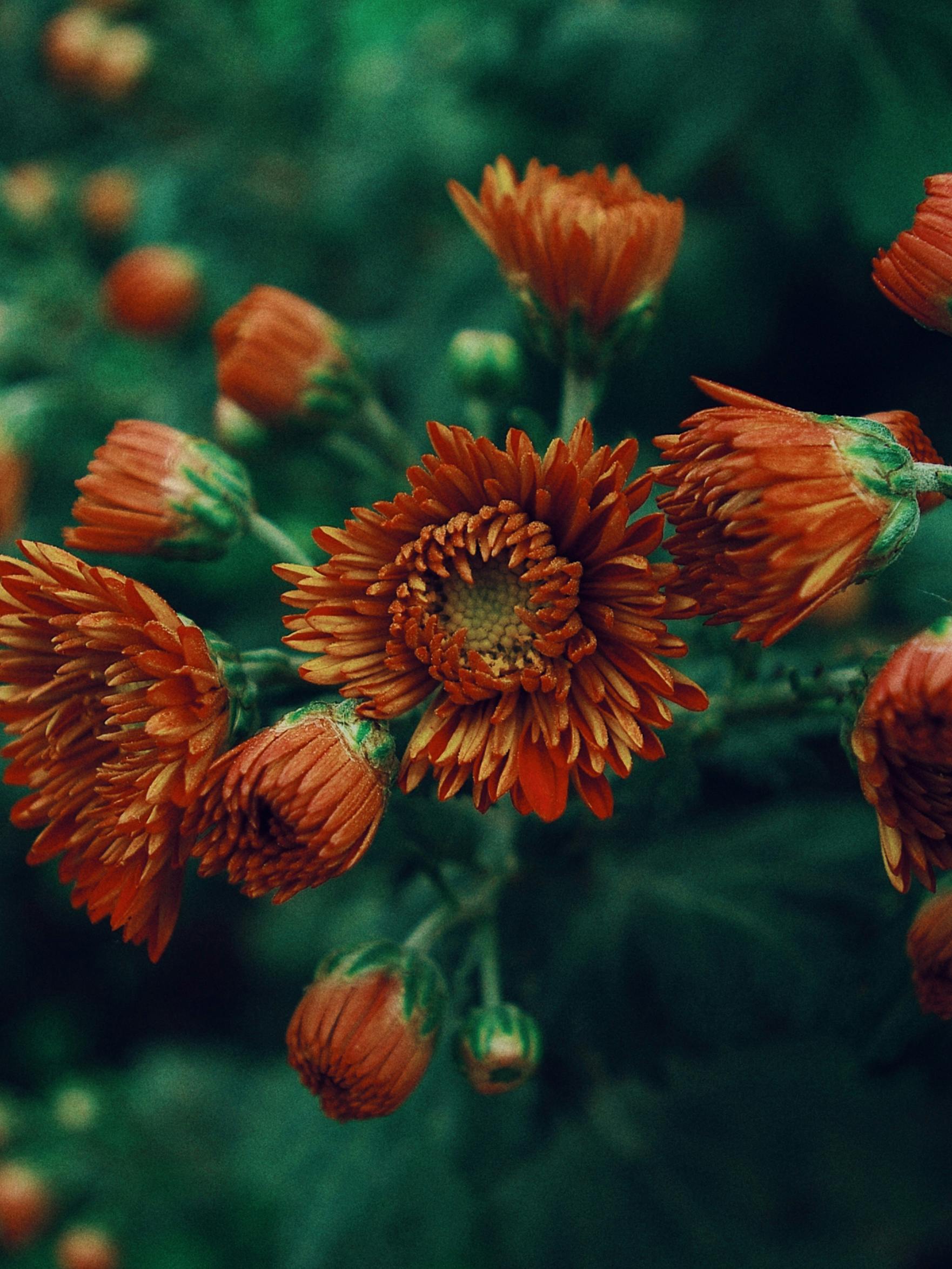 [ColoSach]-close-up-of-vibrant-red-chrysanthemums-in-outdoor-garden-setting-with-lush-green-leaves.