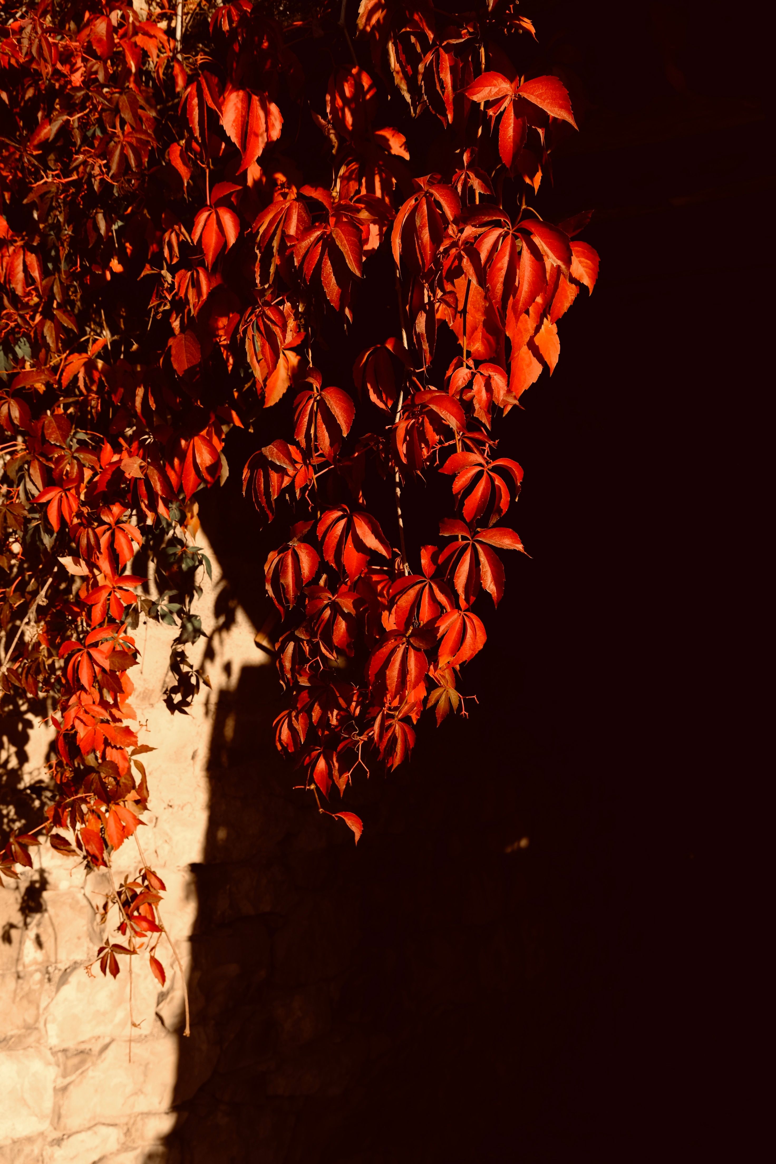 Colorful red leaves in fall sunlight creating dramatic shadows on a wall.