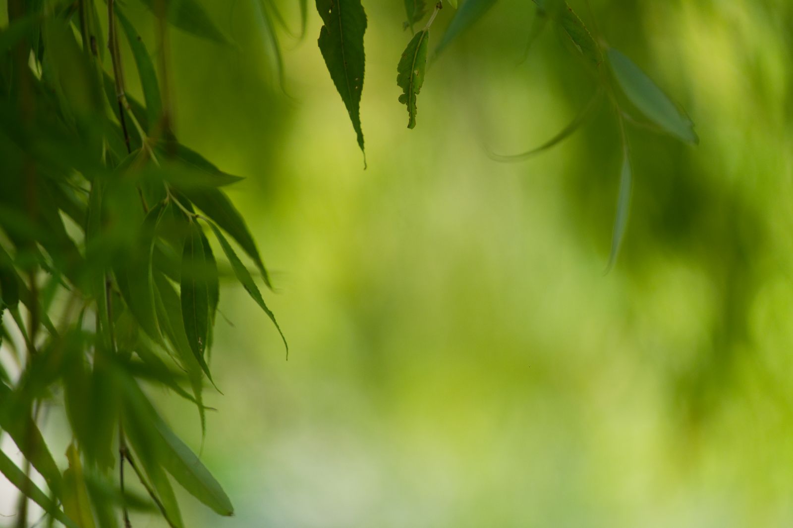 Fond de nature 2