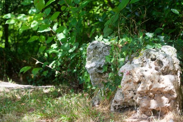 Verdure prenante