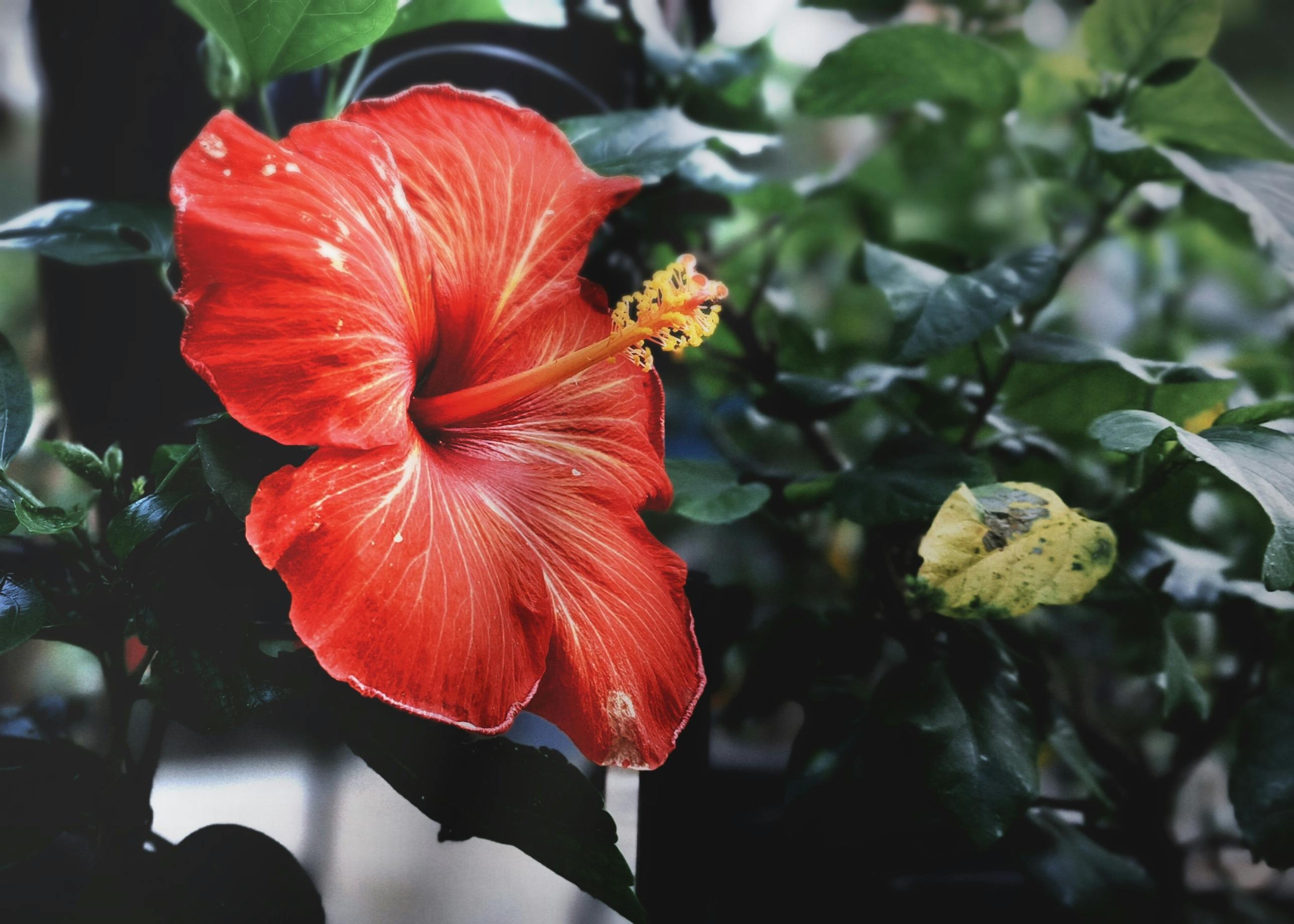 Jardinería Sostenible en Calakmul: Manejo Hídrico, Suelos y Especies Nativas