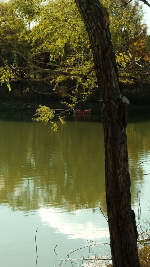 Tranquil Lakeside View with Lush Tree Reflection · Free Stock Photo