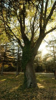 Image by Rahime Gül