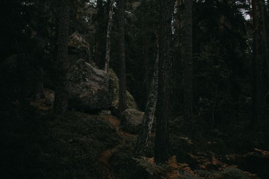 Explore the mysterious ambiance of a Swedish forest with mossy rocks and dense trees.