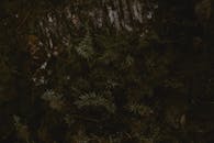Moody Closeup of Dark Forest Moss in Sweden