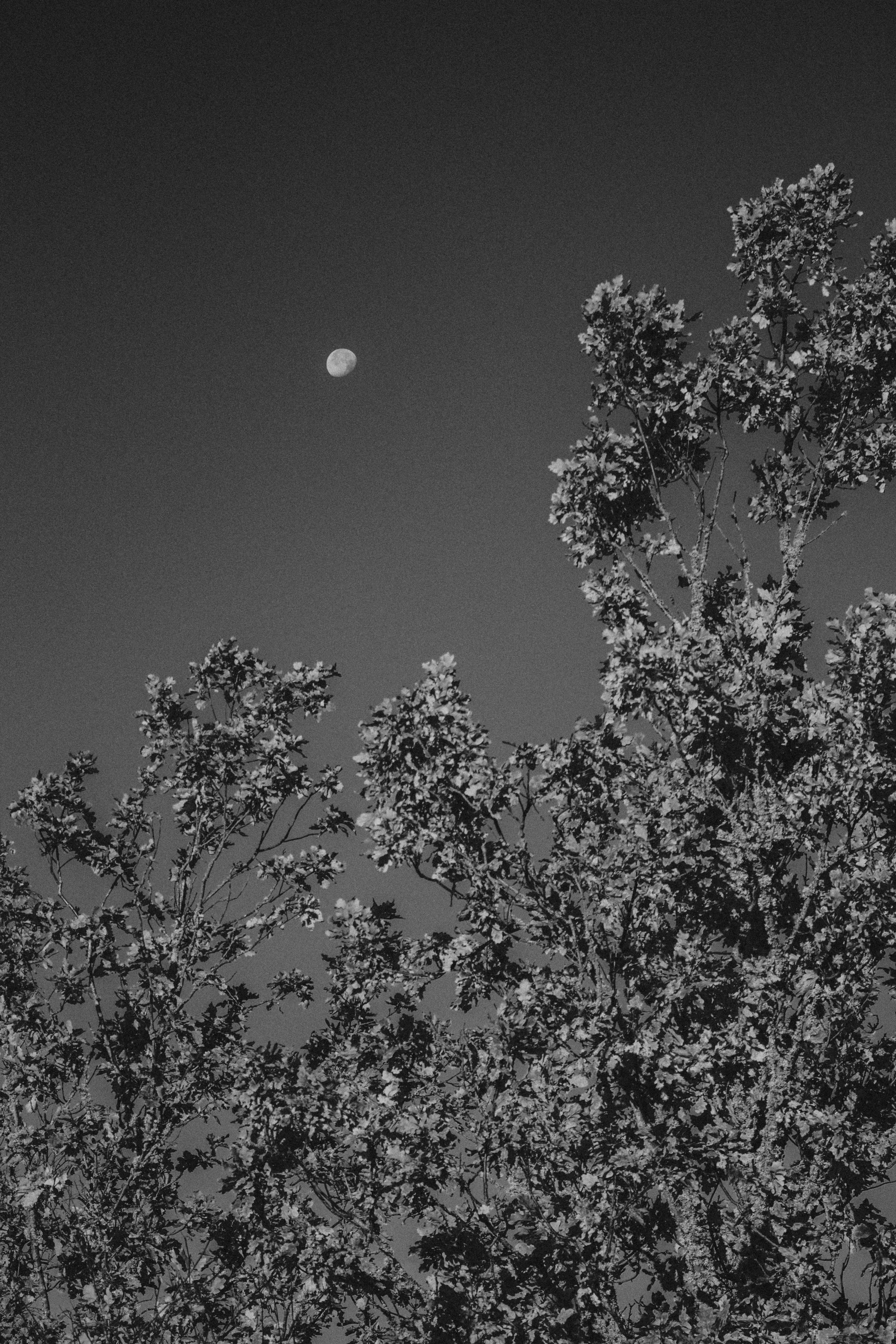 Black and white photo of trees and the moon in a Swedish night sky.