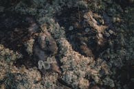 Lichen-Covered Rocks in Swedish Wilderness
