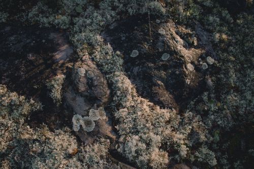 Free Explore the intricate textures of lichen growing on rocks in a serene Swedish landscape. Stock Photo