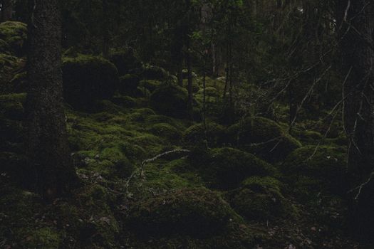 Serene Swedish forest with moss-covered rocks providing a tranquil natural retreat.