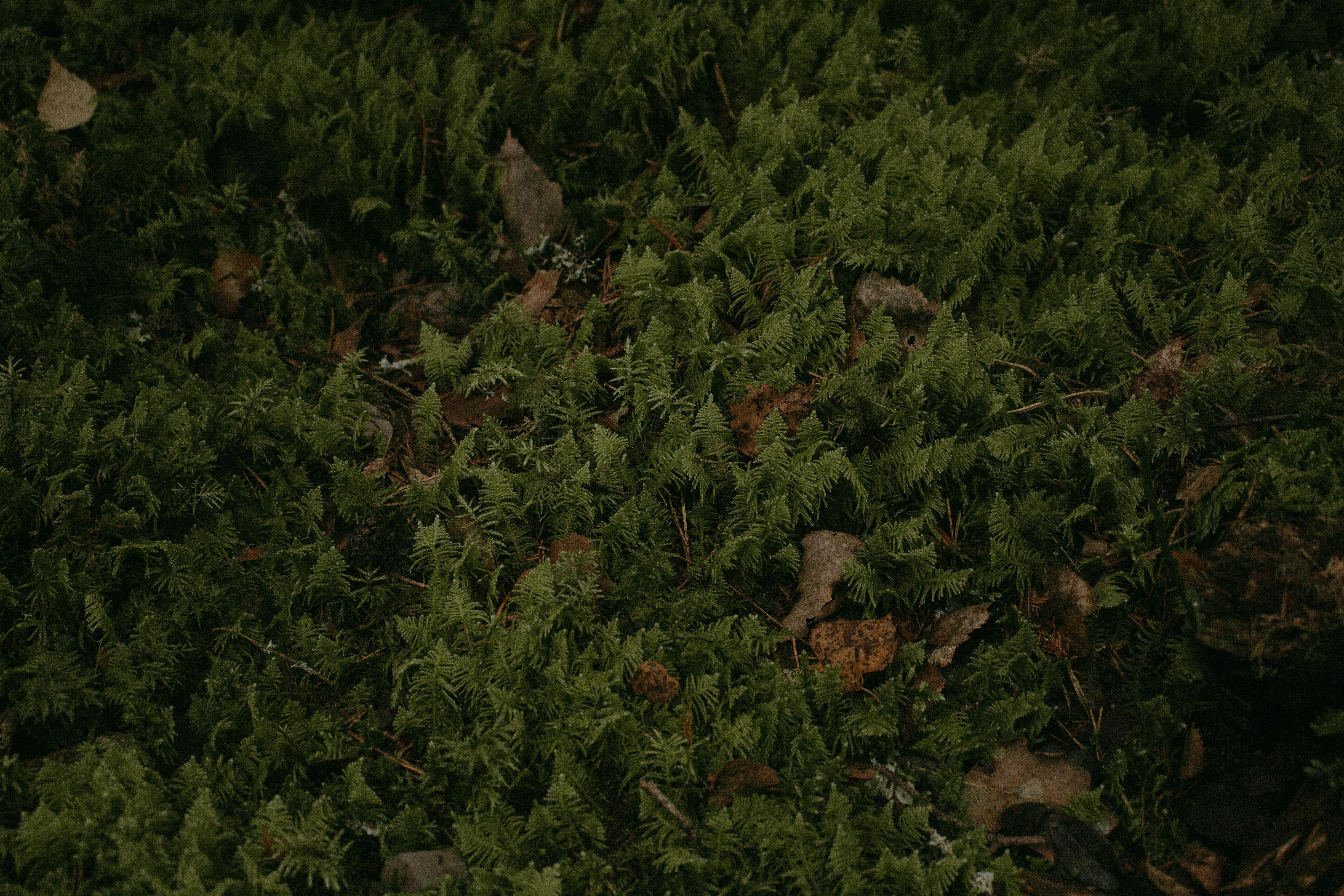 Gratis Udforsk den livlige tekstur af grønt mos, der dækker en skovbund i Sverige. Lagerfoto