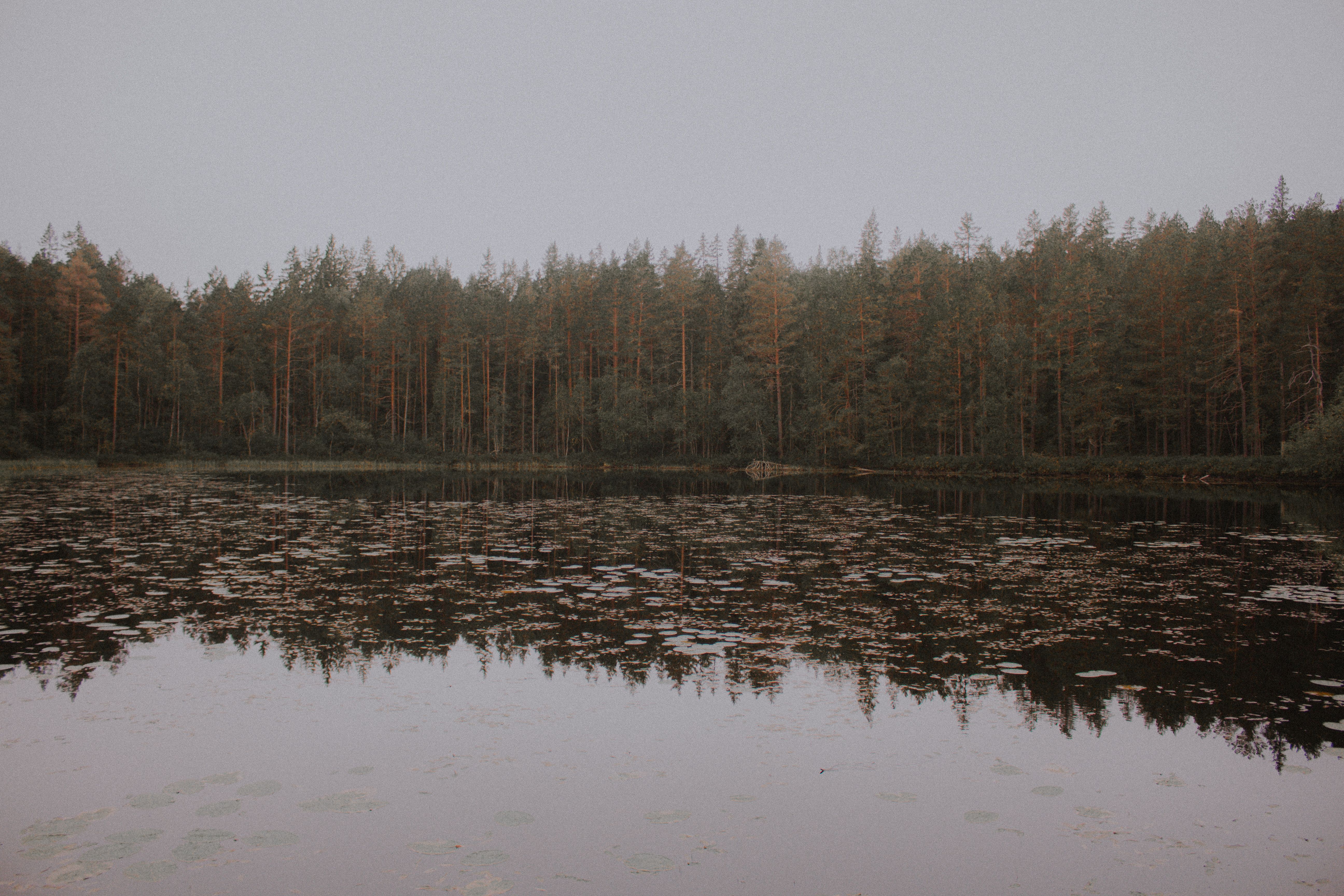 Serene view of a forest lake in Sweden during autumn, reflecting calm and beauty.
