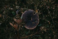 Wild Mushroom on Forest Floor in Sweden
