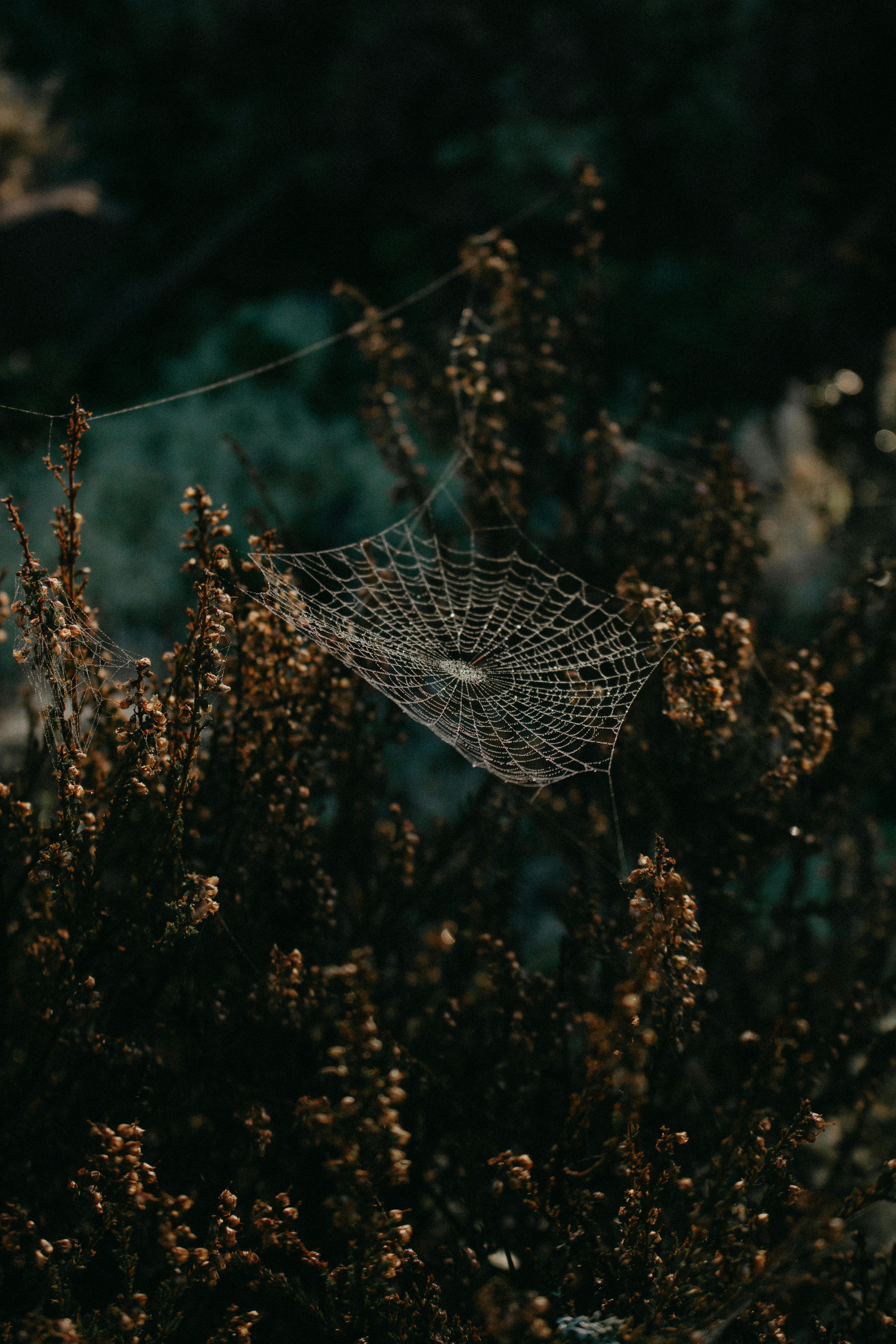 Capture of a dewy cobweb glistening on shrubs in Sweden, showcasing delicate natural beauty.