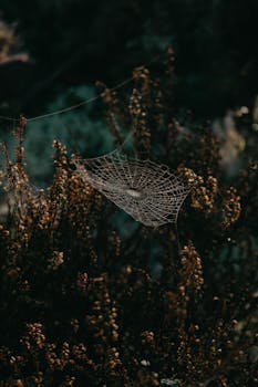 Capture of a dewy cobweb glistening on shrubs in Sweden, showcasing delicate natural beauty.