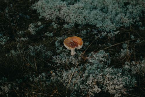 Free A fly agaric mushroom in a forest setting in Sweden, surrounded by lichen. Captured in soft, natural light outdoors. Stock Photo