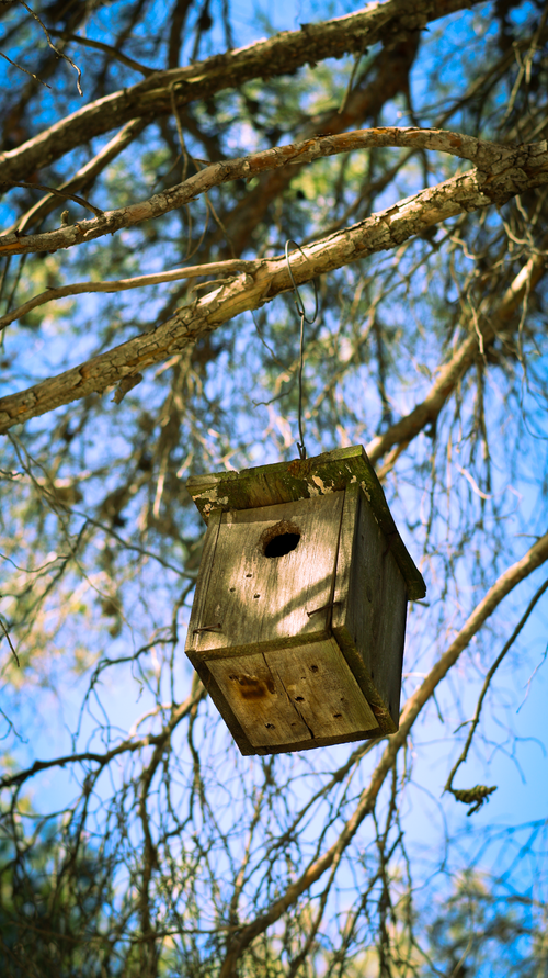 Free A wooden birdhouse hanging from a tree branch on a sunny day. Stock Photo