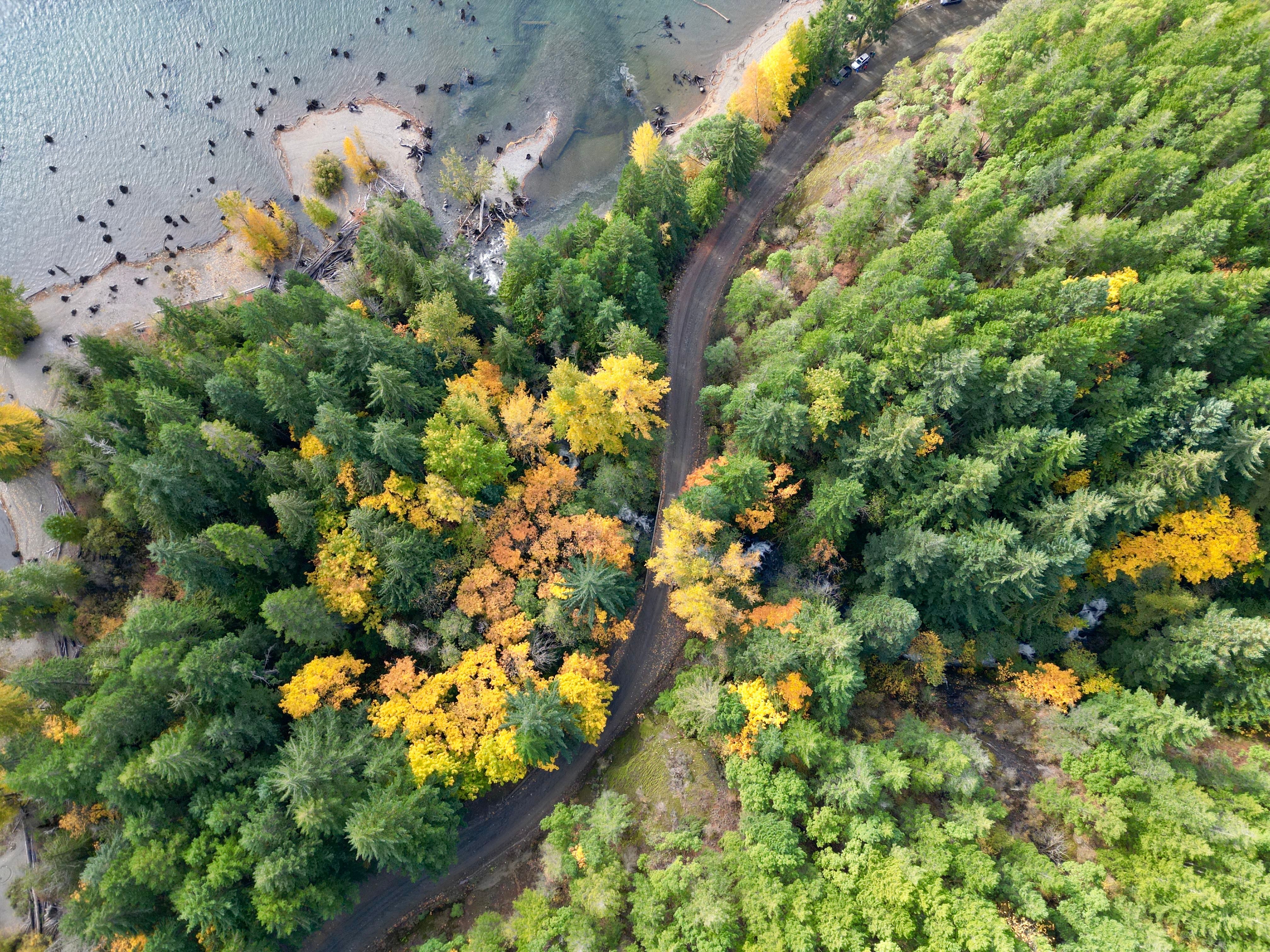 Aerial View of Lush Forest in Autumn Colors · Free Stock Photo