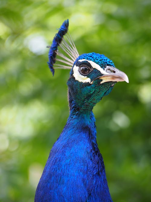 Pássaro Azul E Branco