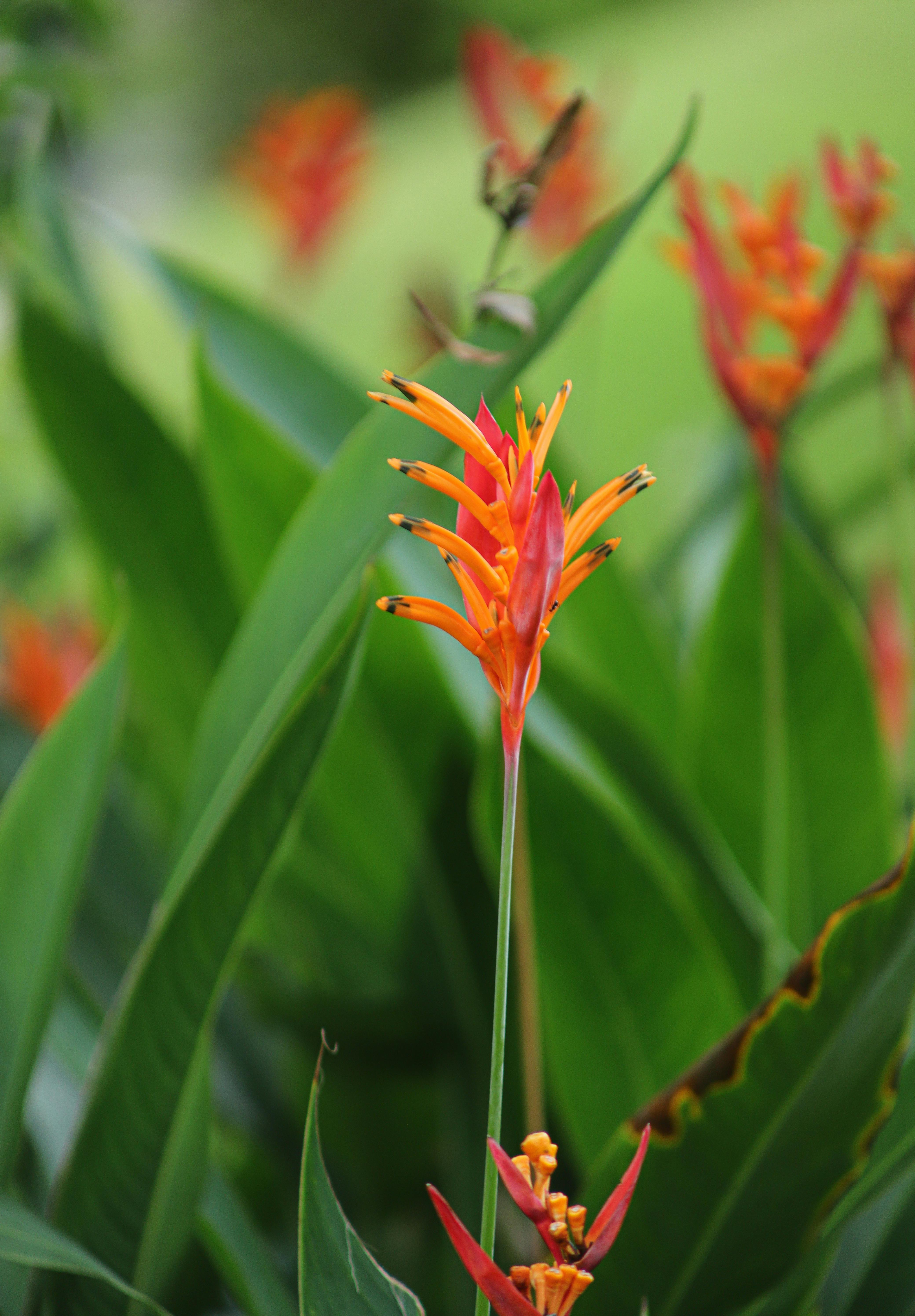 Vale Panama Solidario.gob.pa: ¿Cómo Acceder a Este Beneficio? 4 Vale Panamá Solidario: Historias de Éxito que Inspiran a Más Panameños a Aprovechar Este Beneficio