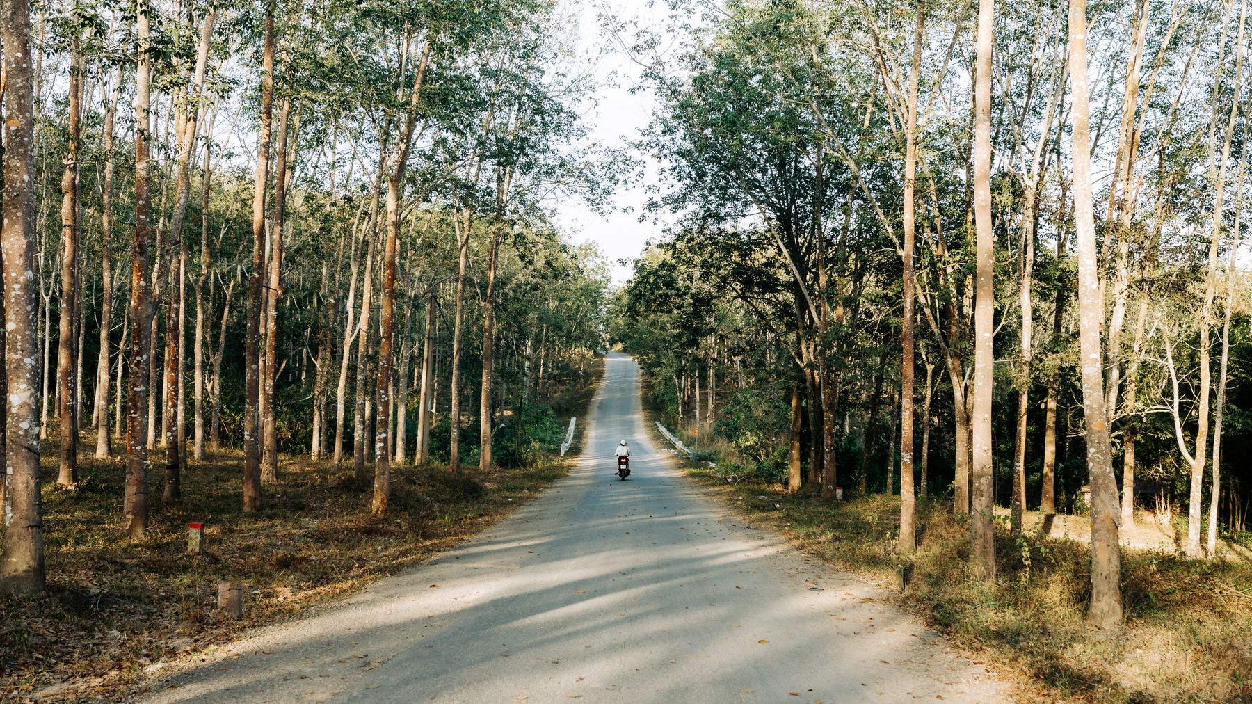 Serene rural road through a forest in Kon Tum, Vietnam. Ideal for travel and adventure themes.