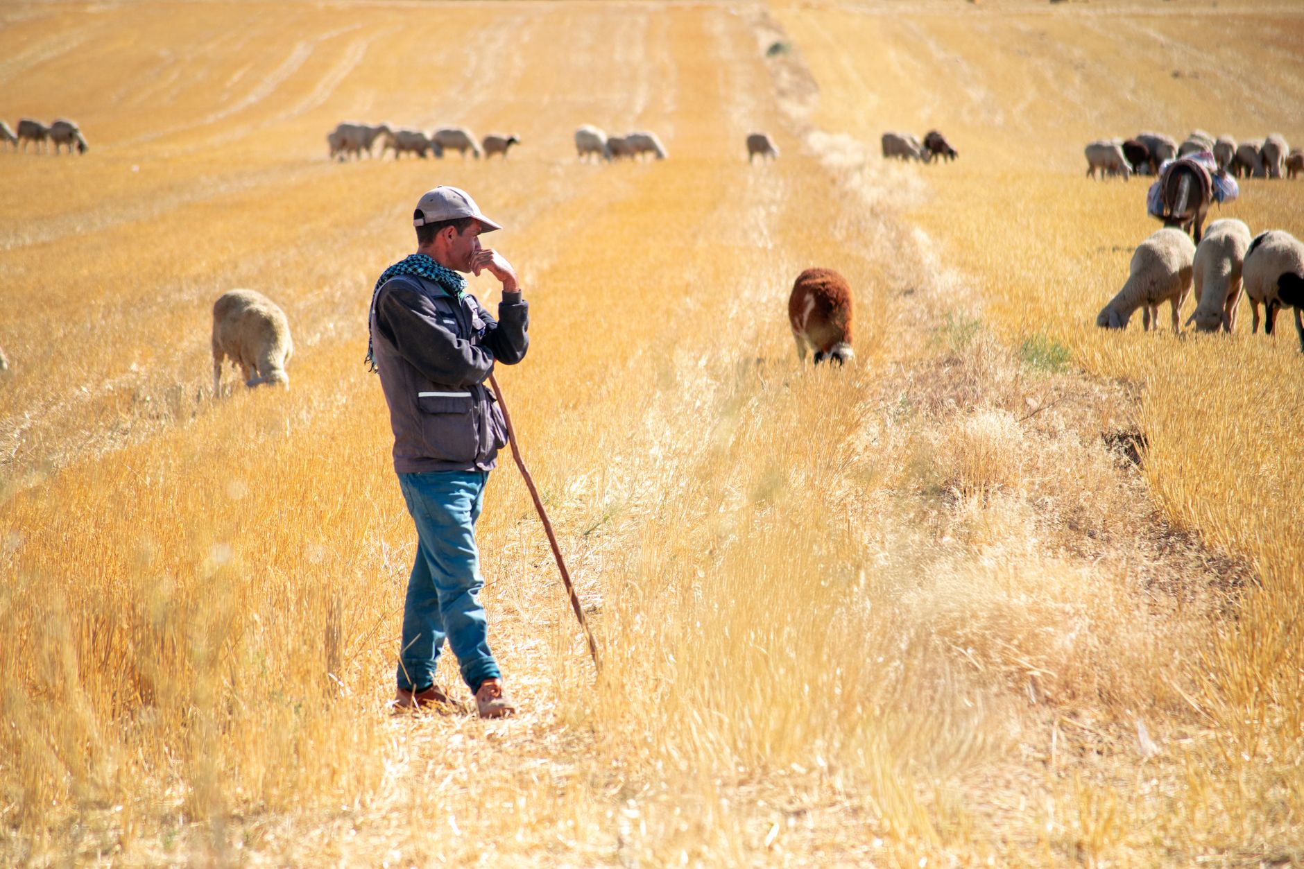 A shepherd stands in a sunny field watching over sheep grazing on the golden grass.