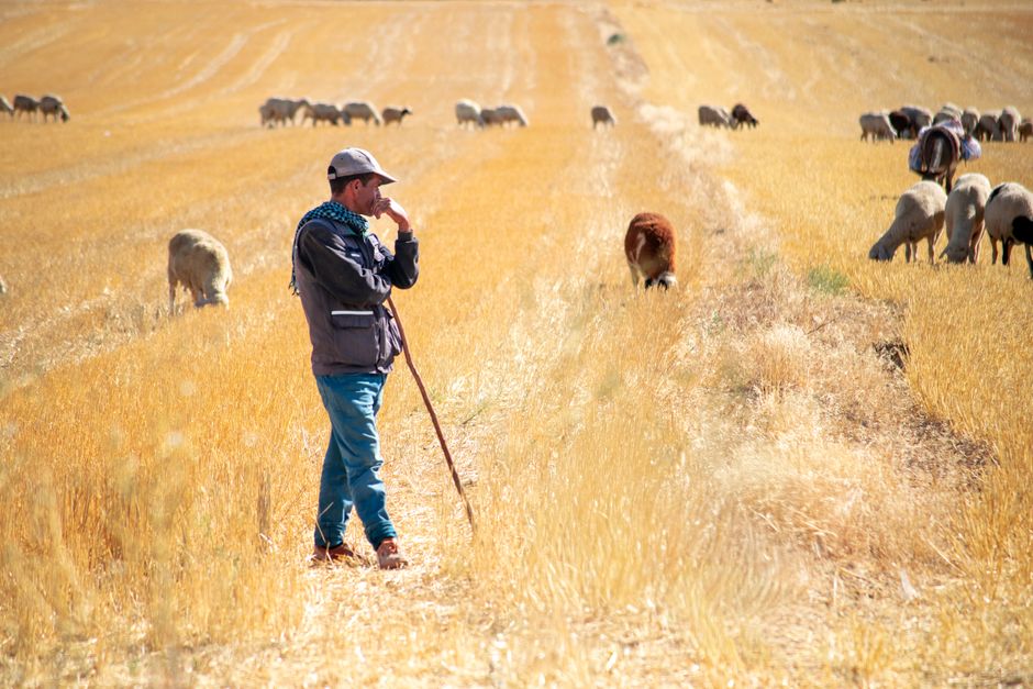 Un pastor se encuentra en un campo soleado observando ovejas pastando en la hierba dorada.