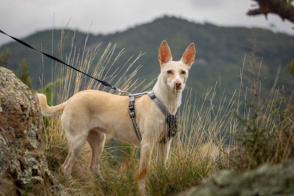 Podenco hond: soorten, karakter en adopteren uit Spanje