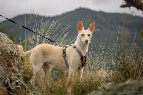 Podenco hond: soorten, karakter en adopteren uit Spanje